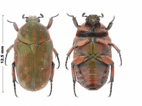 Alleucosma sp.